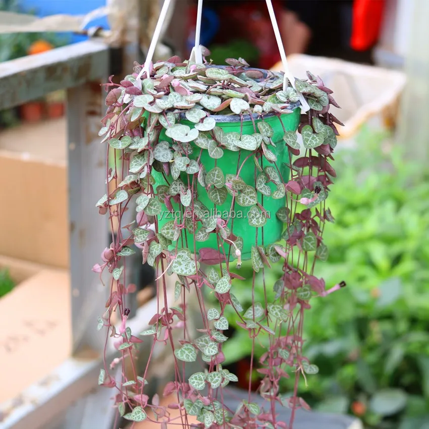 Подвесной горшок, розовая веревка сердца, натуральные декоративные живые растения, настоящие суккуленты, бонсай
