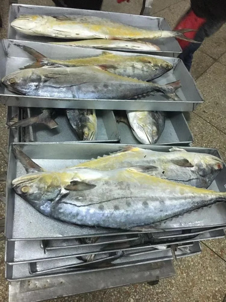 Frozen Queen Fish Good Sale from Indonesia
