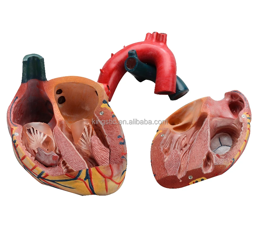 Dog Heart Filaria Parasite Model Canine Education Medical Teaching