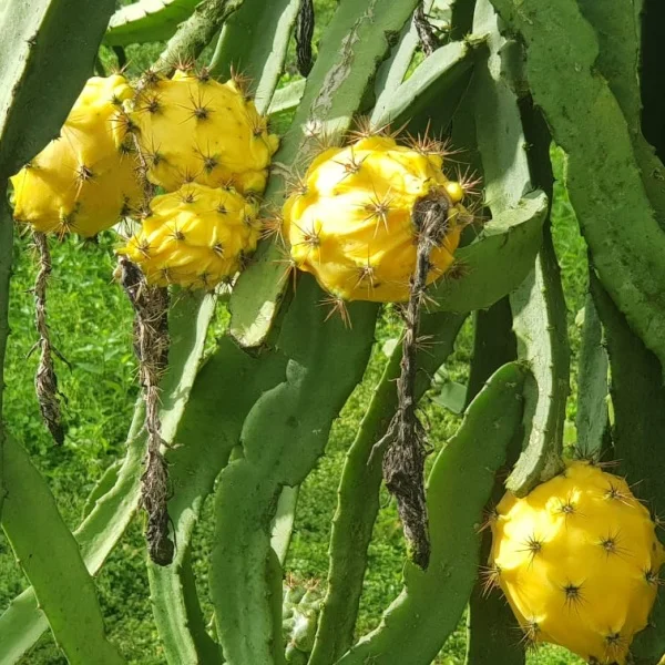 100% Natural Juicy Fresh Yellow Dragon Fruit Pitaya Fruit