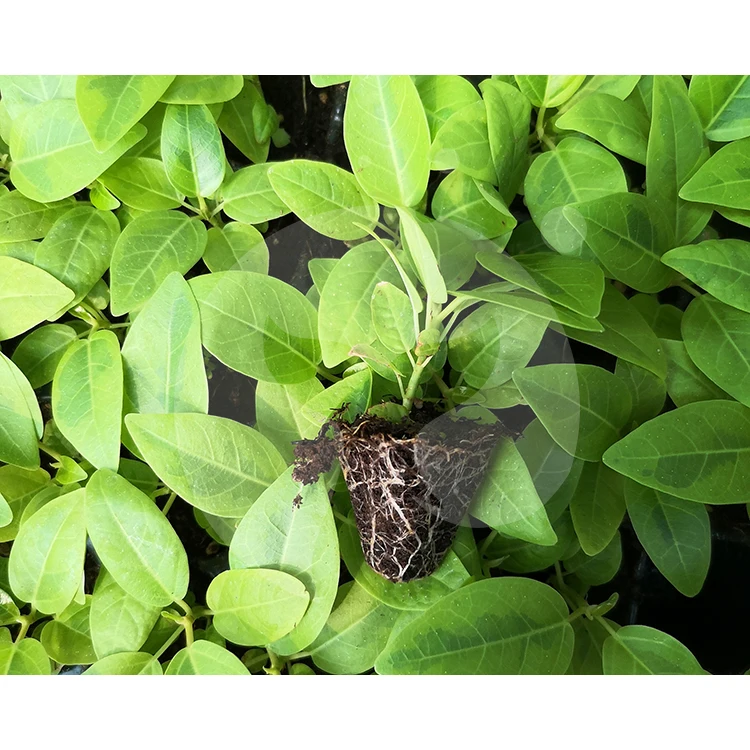  Китайский производитель натуральное растение Ficus altissima cv.Variegata