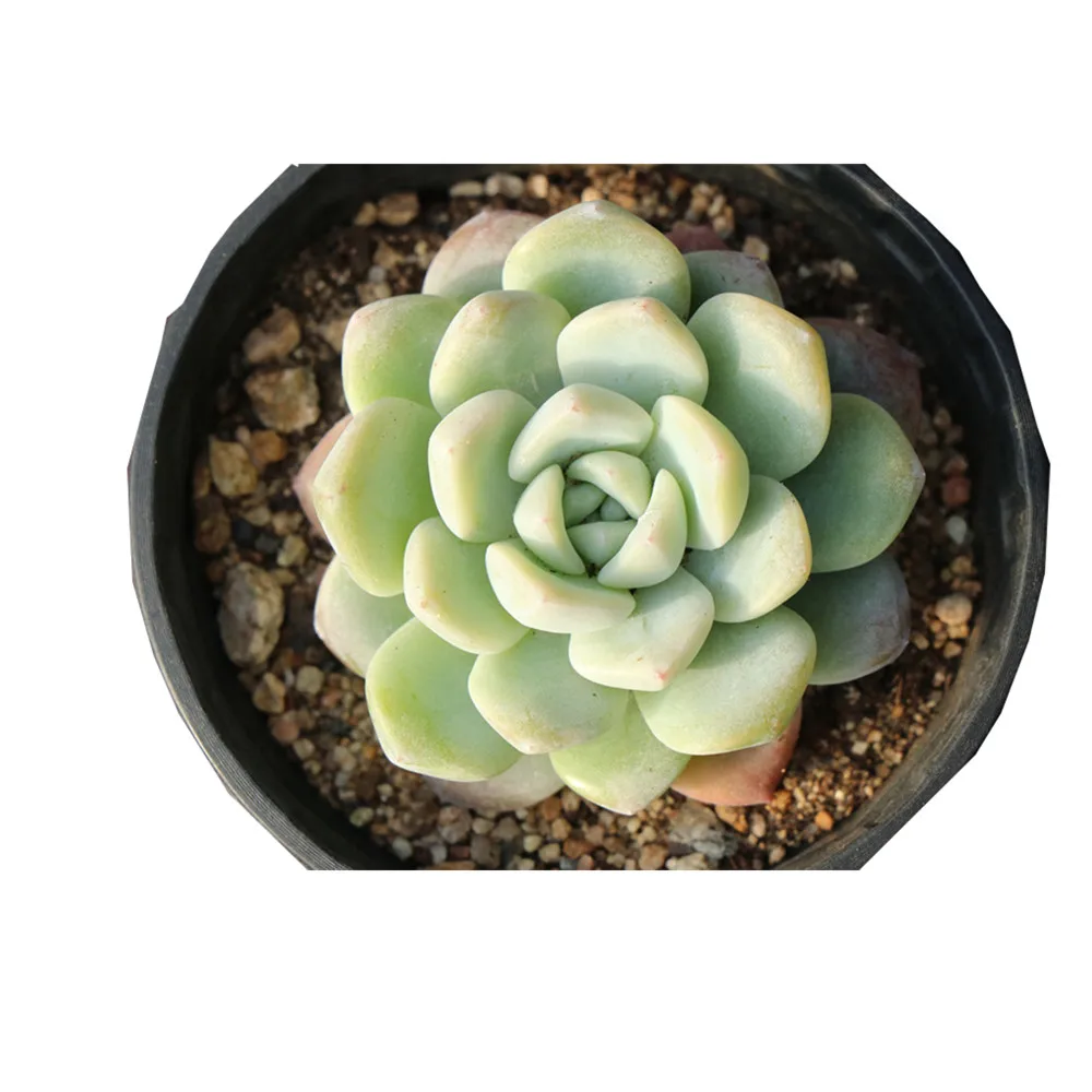 
China nursery produce succulents modern home decor Woody Plants 