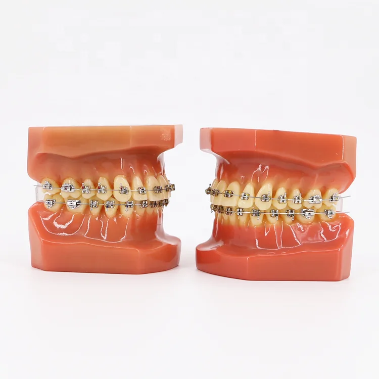 Human 32 Dental Tooth Model Medical Teaching/Dental Anatomy Model