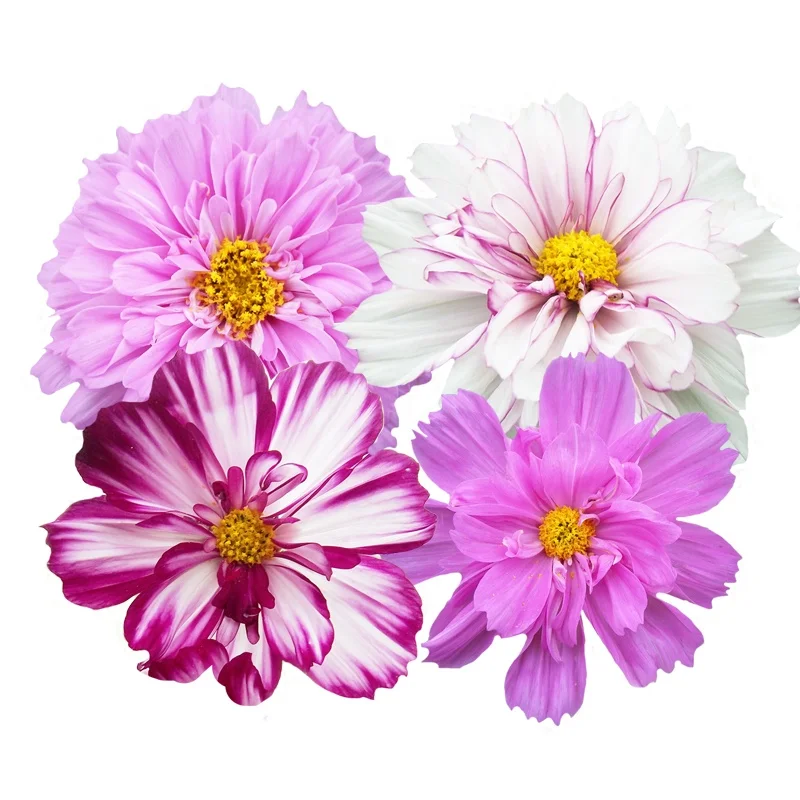 
2020 Best Sale Breed Cosmos Bipinnatus Seeds For Plant Garden Seeds 