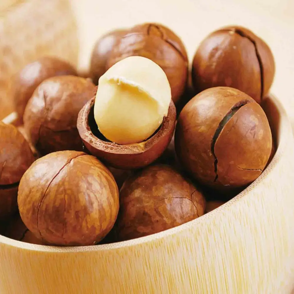 Орехи макадамии, Пищевая ценность, свежие Сушеные Орехи макадамии в скорлупе, лучшее качество и хорошая цена, распродажа