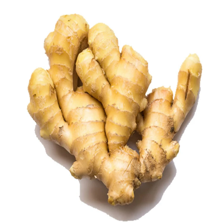 Fresh Solo Ginger From Shandong Origin ginger wholesale nice ginger export