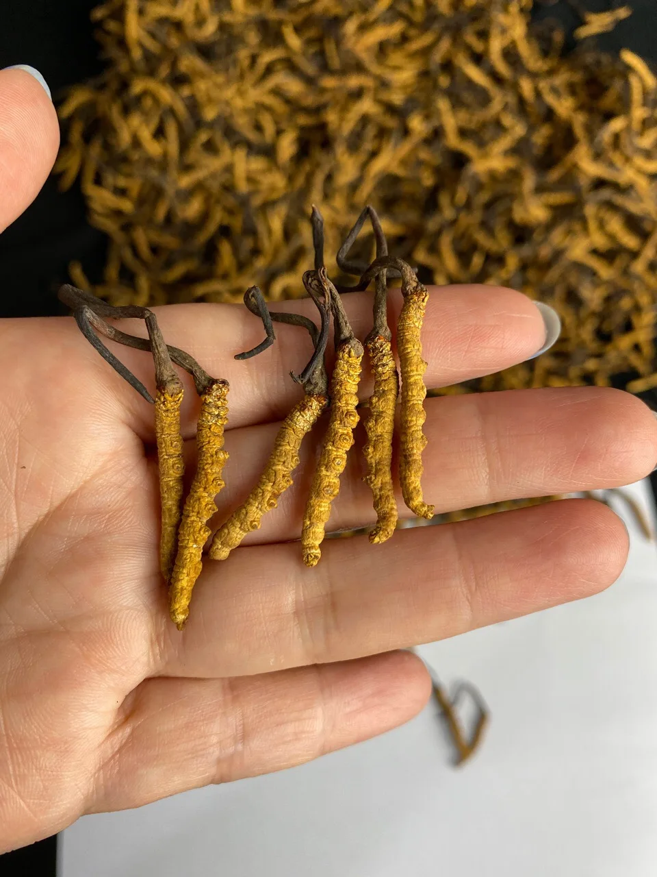 Wholesale Dried Wild Whole Plant Cordyceps Sinensis Collagen Amino Acid Cordyceps Sinensis Micelium