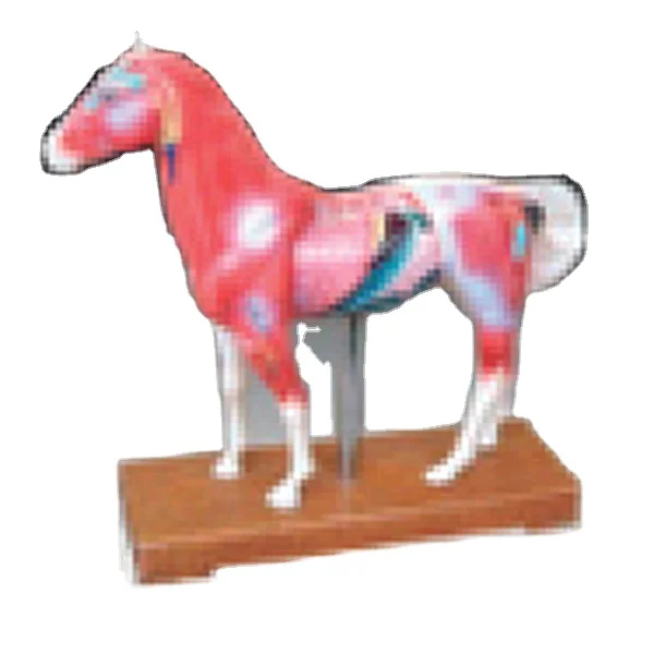 ADA-Y1031 Horse acupuncture model