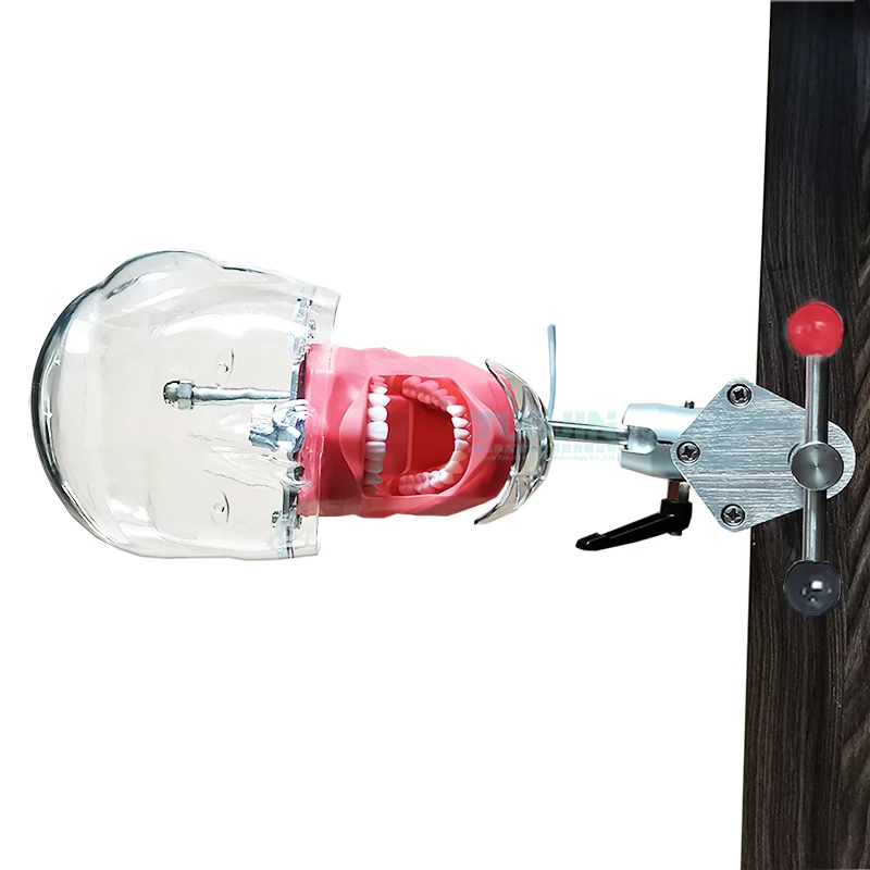 Dental Training Simulator Phantom Head With Replacement Typodont Teeth Model Practice Manikin Head Dentistry dental Equipments