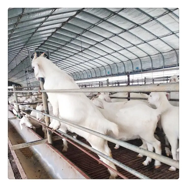 Недорогой Домик из козы спроектированная сборная ферма овец коз стальной домик