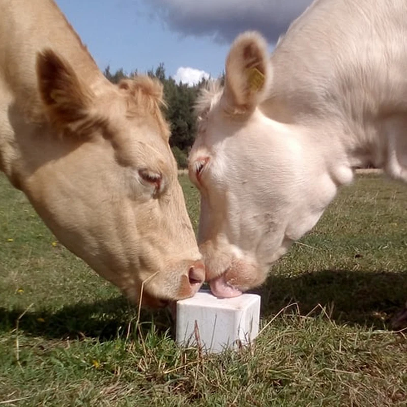 Organic Nutrition Mineral Salt Block for Livestock Farm Long Lasting Animal Licking Block for Cattle Horse Sheep Home Use