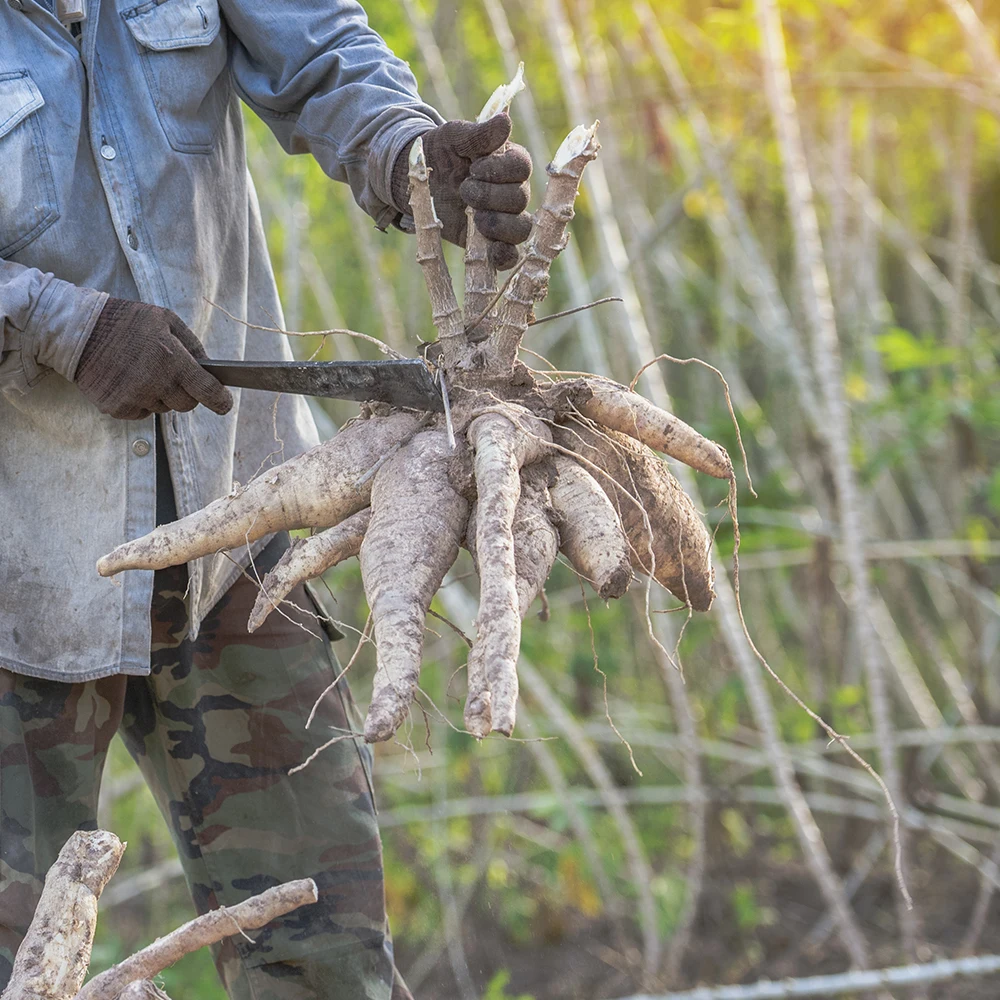 Starch material casava chips International qualify Cassava casava for Ready to ship and Fast logistic service/cassava dried