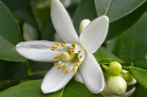 
Wholesale High Quality Solvent Extraction Distiller Pure Difuser Essential Oils 