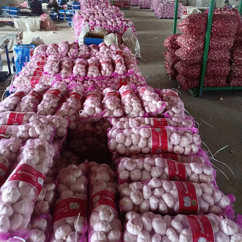 Fresh garlic new crop Chinese fresh garlic in bulk fresh normal white red garlic