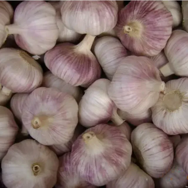 New Crop Fresh Garlic In Good Quality Fresh Normal White Garlic In Low Price From China