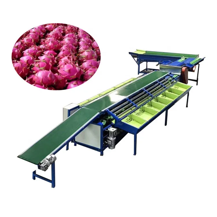 Automatic pitaya sorter in sorters from commercial grade sort washing machine, mango weight sorting machine (1600110808508)