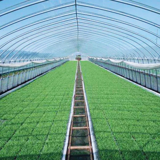 Chinese low cost plastic shed greenhouse tomato/potato/lettuce agriculture hoop house full container or half container