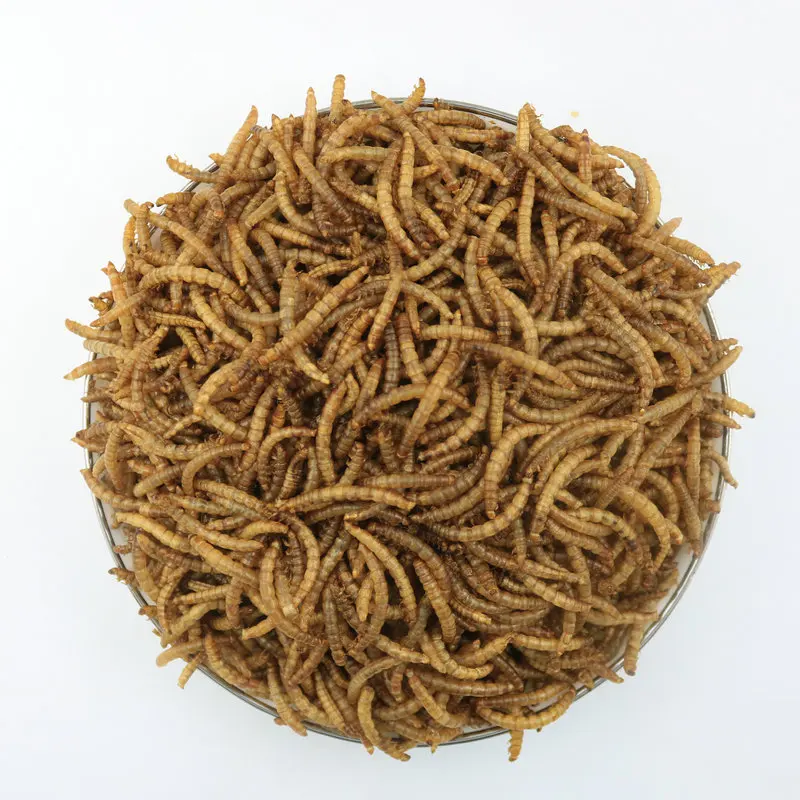 Wholesale Dried Mealworm Edible Insects Dry Maggot Fish Feed Bird Feed Meal Worm