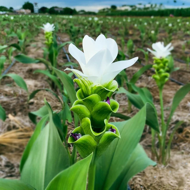 Beautiful Tropicals Plant Curcuma Flower or Thai Tulip Rhizomes from Thailand (Lanna Snow)