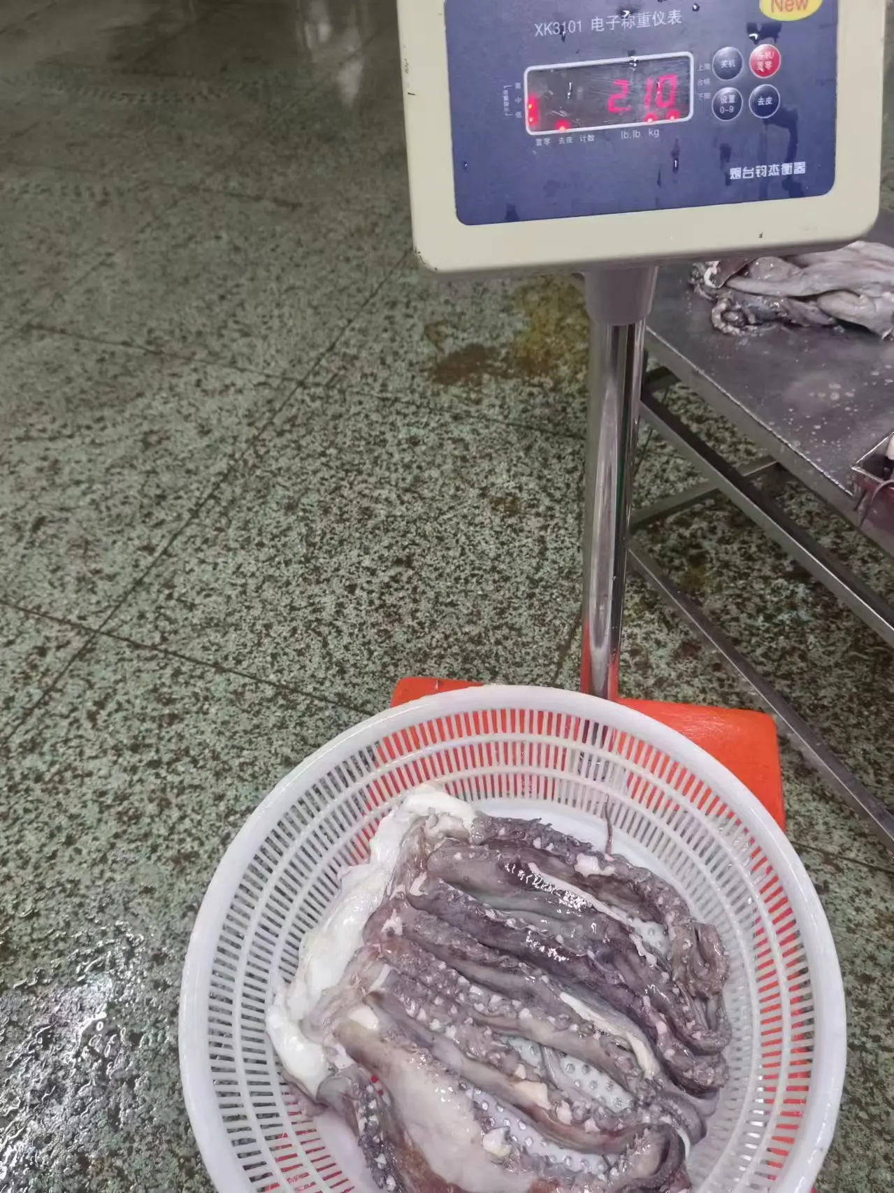 dosidicus gigas seafood Processing squid tentacle