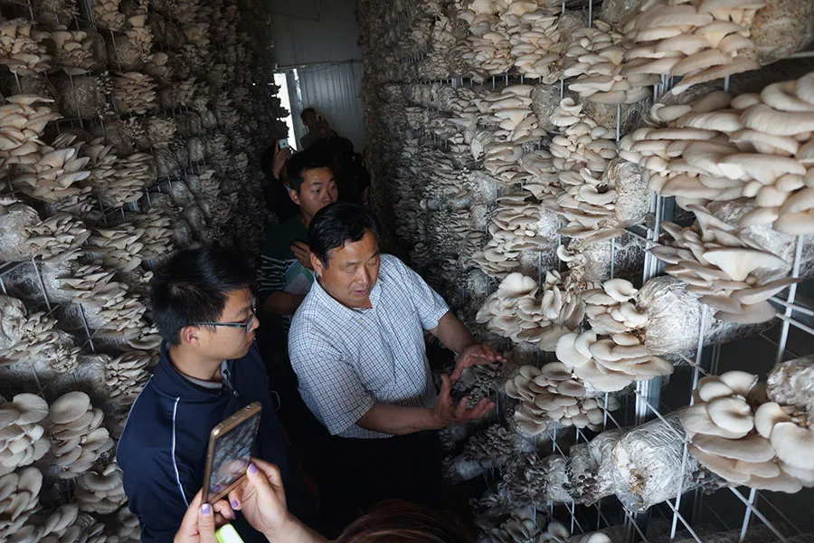 6 pallets of post-harvested eryngii/champignon/broccoli vegetables vacuum cooling machine