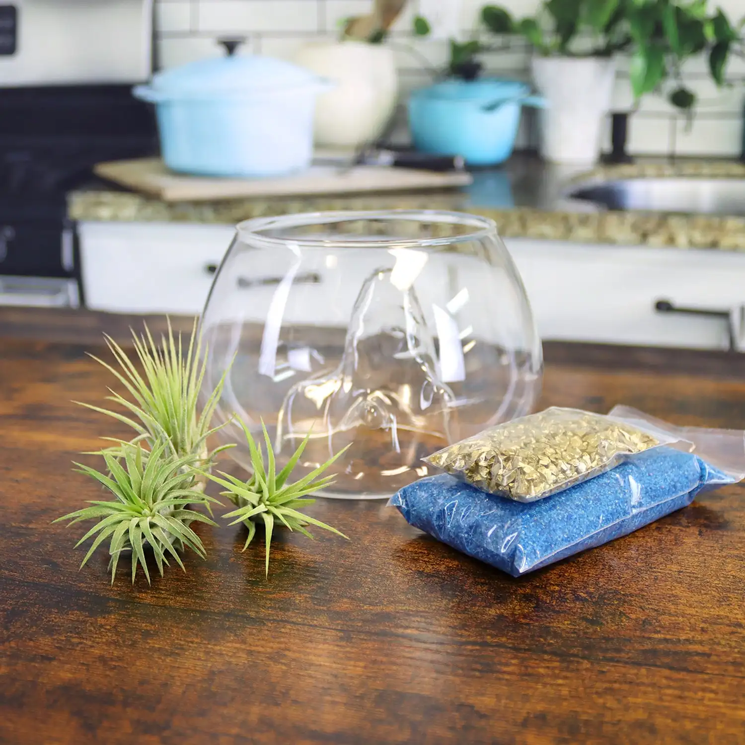 OEM Treasure Island Air Plant Terrarium Terrario De Plantas De Vidrio Mini Terrarium Kit