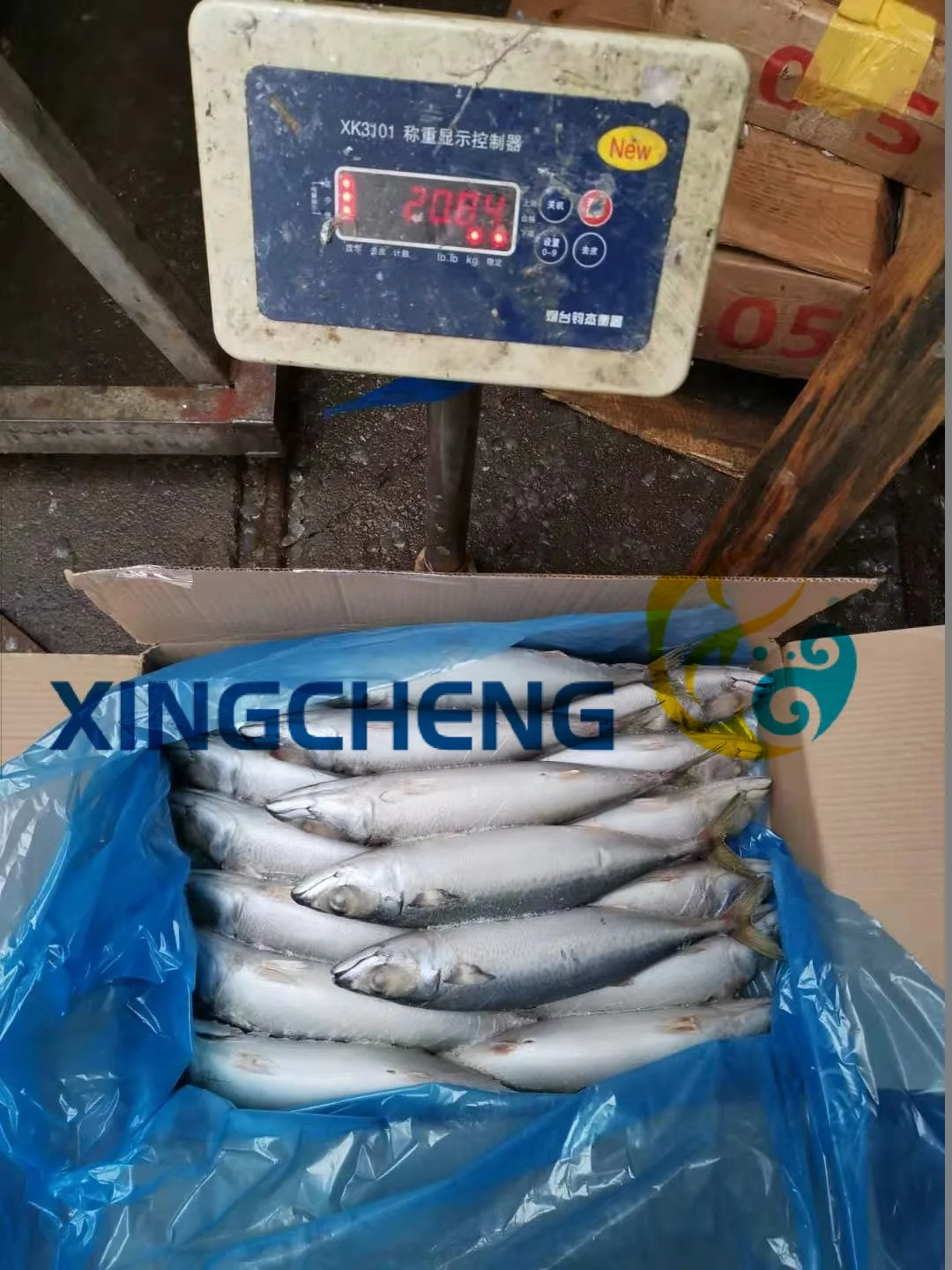 Land Frozen Pacific Mackerel (Scomber Japonicus) Big Size:400-600g/pc