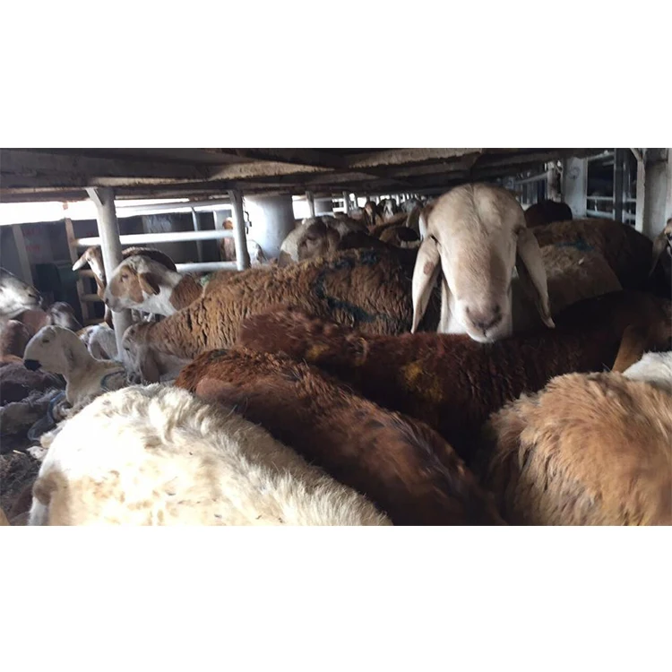 Premium Hay For Cattle Feeding Naimi Najdi Sheep Animal Feed Cattle Sheep Dairy Cow Goat Supplement Premix Feed