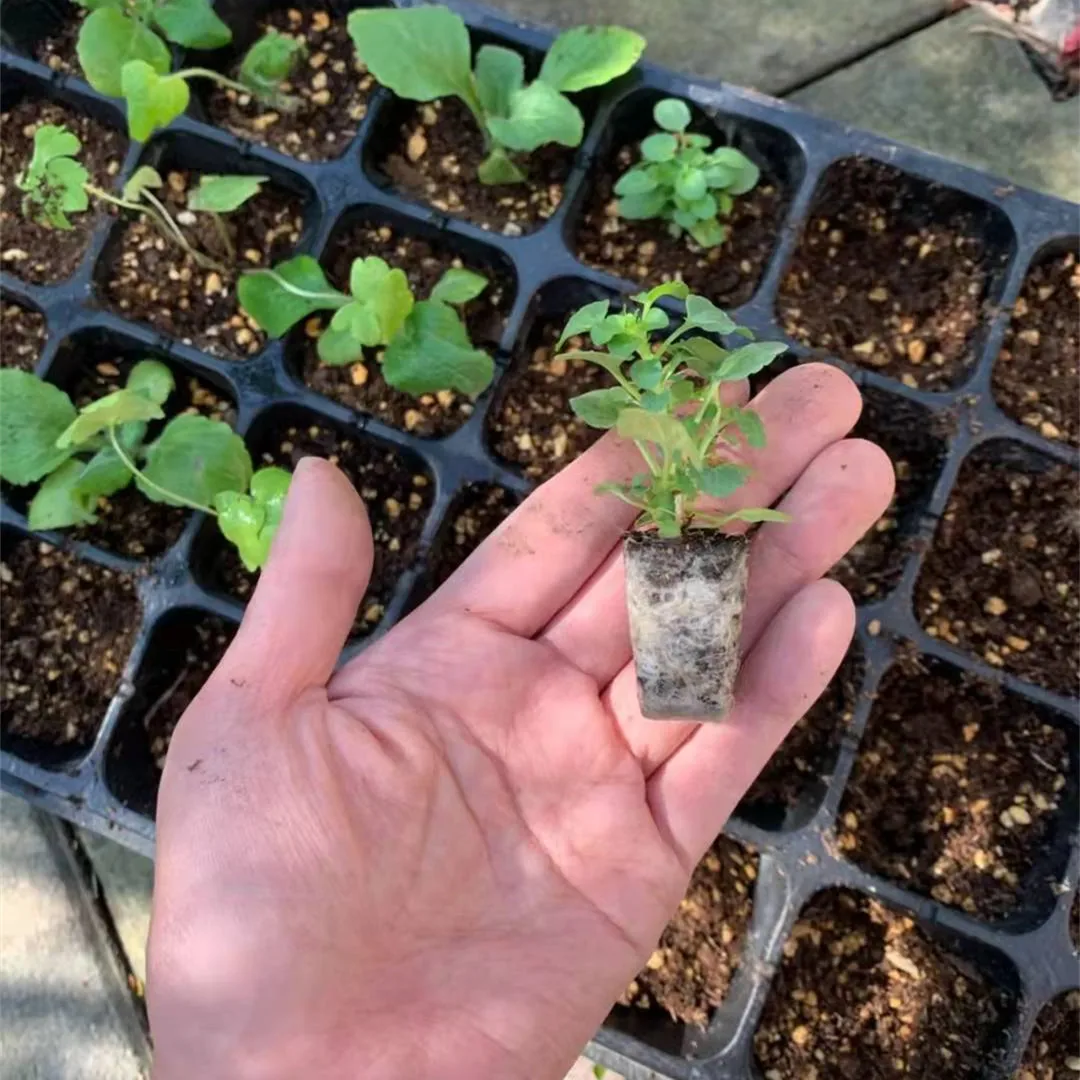 Plant Seedling Starter Nursery  Germinating Trays Microgreen Tray Seedling Nursery Tray