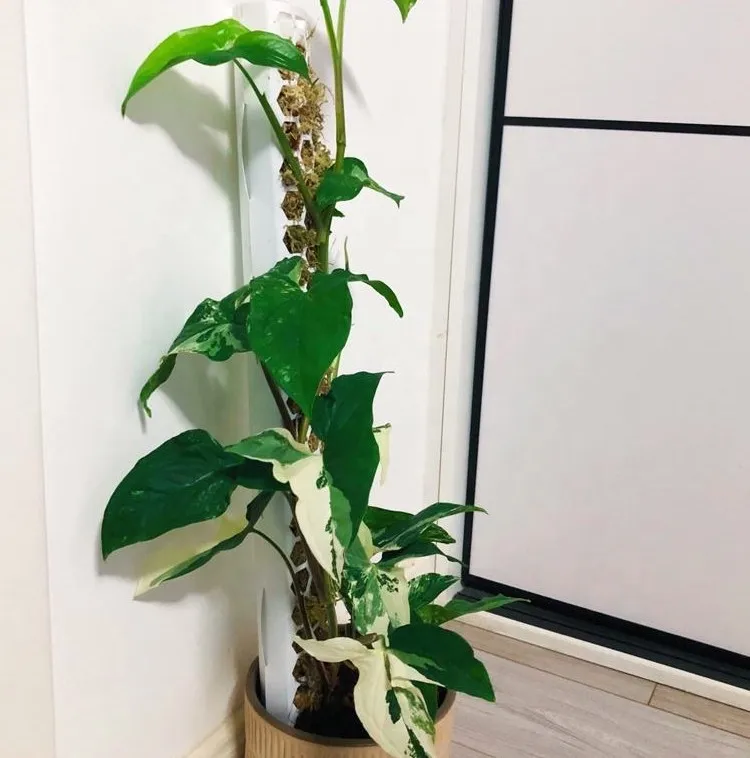 Plastic Moss Pole Indoor Plant Extension Poles for Climbing Plants support pole,