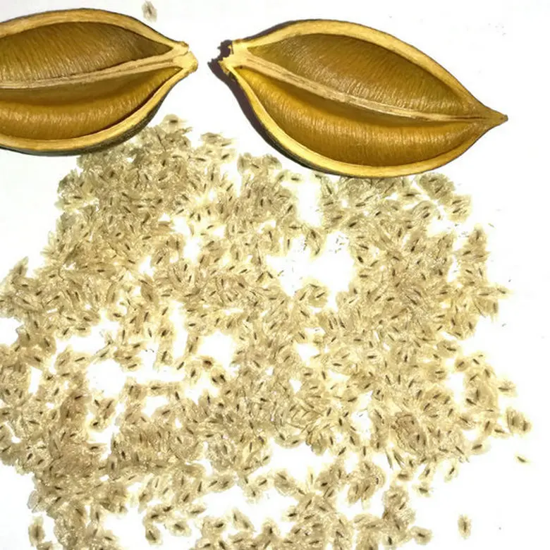 semillas de paulownia paulownia seeds for planting