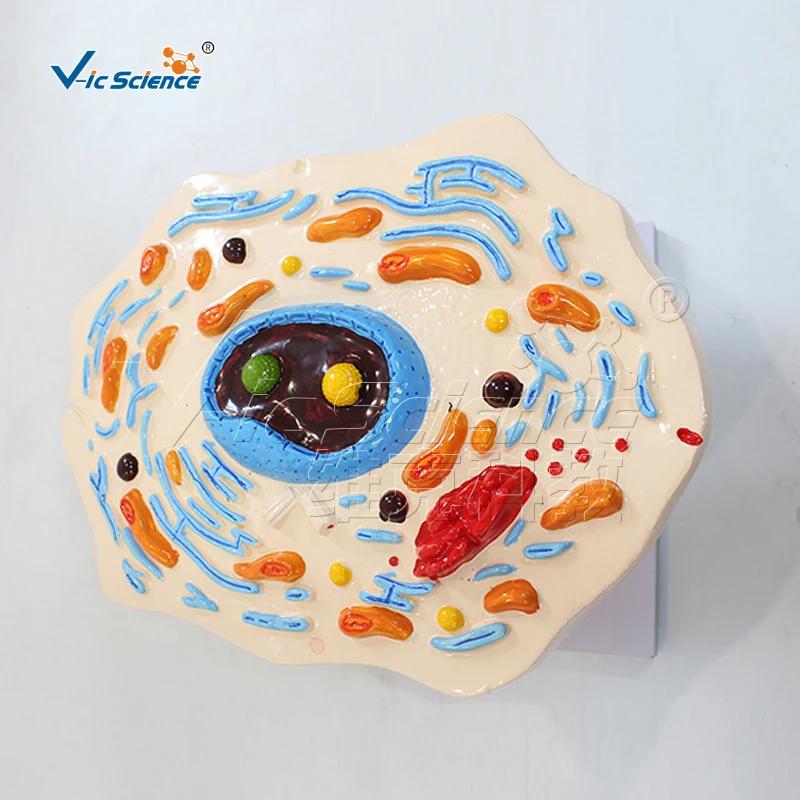 Cell submicrostructure model biology teaching model anatomical model laboratory and school equipment