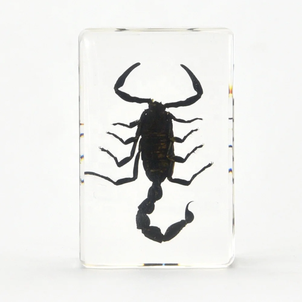 real scorpion resin paperweight 44*29*16 mm custom logo clear resin paper weights