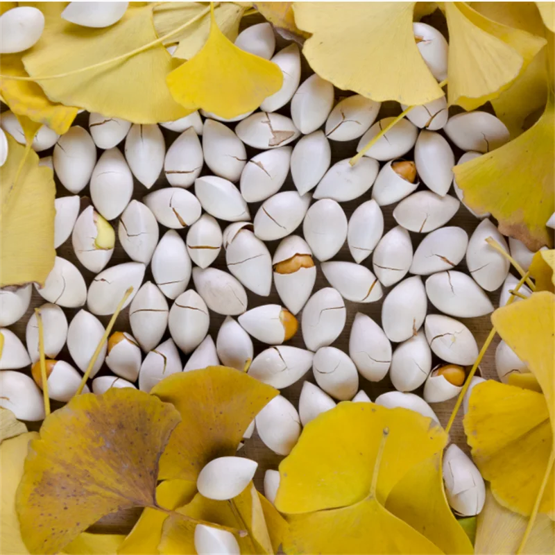 Wholesale 1/6 Wholesale Best Quality Ginkgo Nuts For Sale In Cheap Price 100% Natural Ginkgo