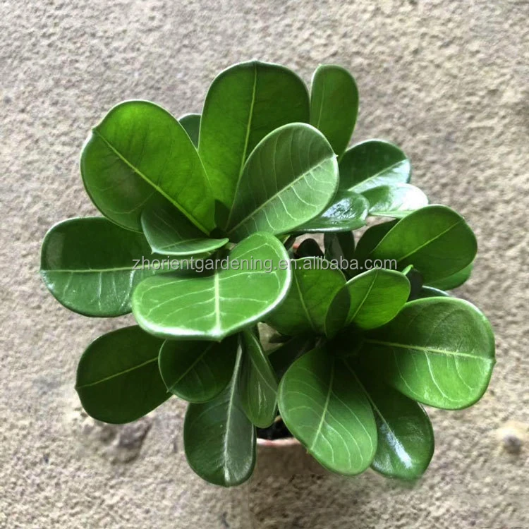 Hot sale Adenium obesum grafted with flower, Desert rose indoor Bonsai plants