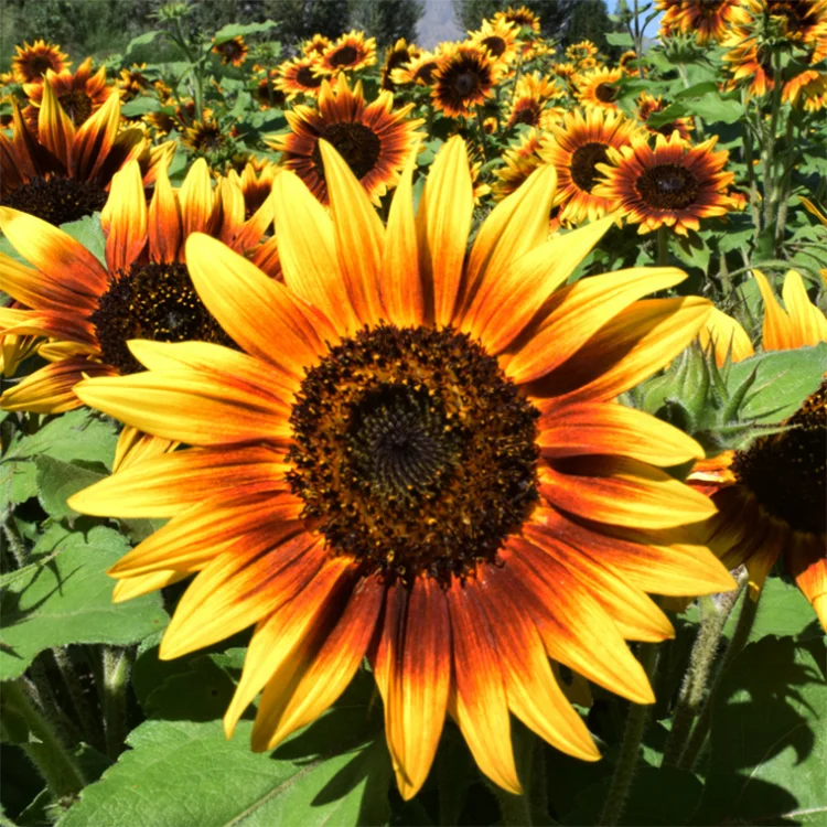  Оптовая продажа с завода семена цветов Helianthus