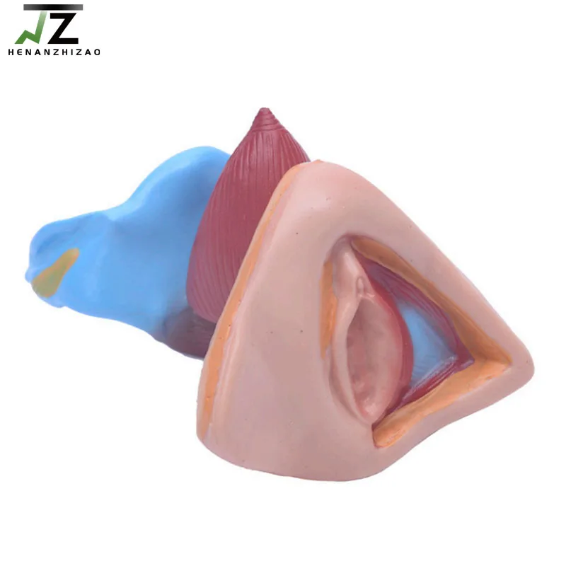 Female Internal and External Genital Organs Medical Teaching Model