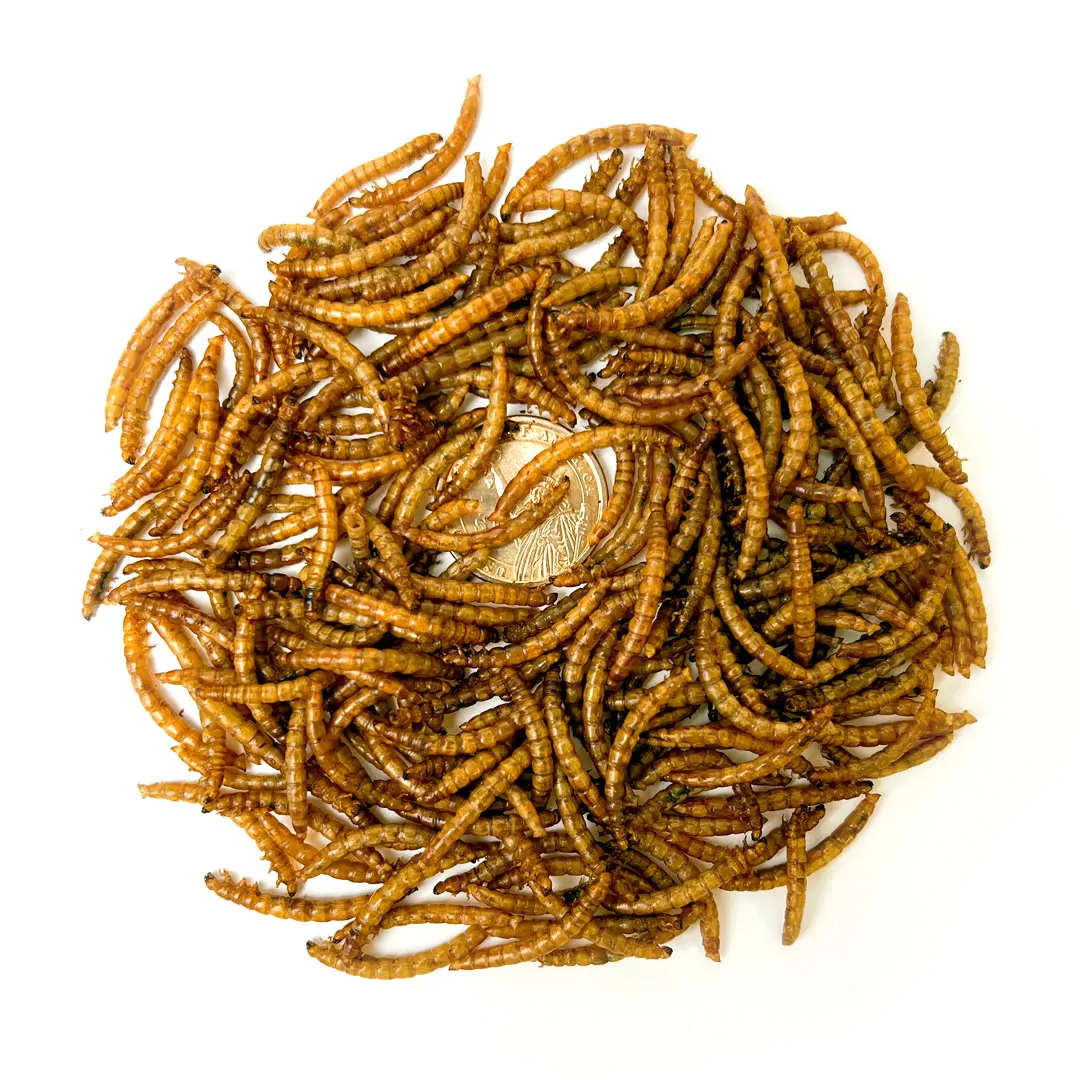 factory directly supply Food For Pet Mealworm For Export Food For Hamster Large Mealworm Dried Food For Parrot
