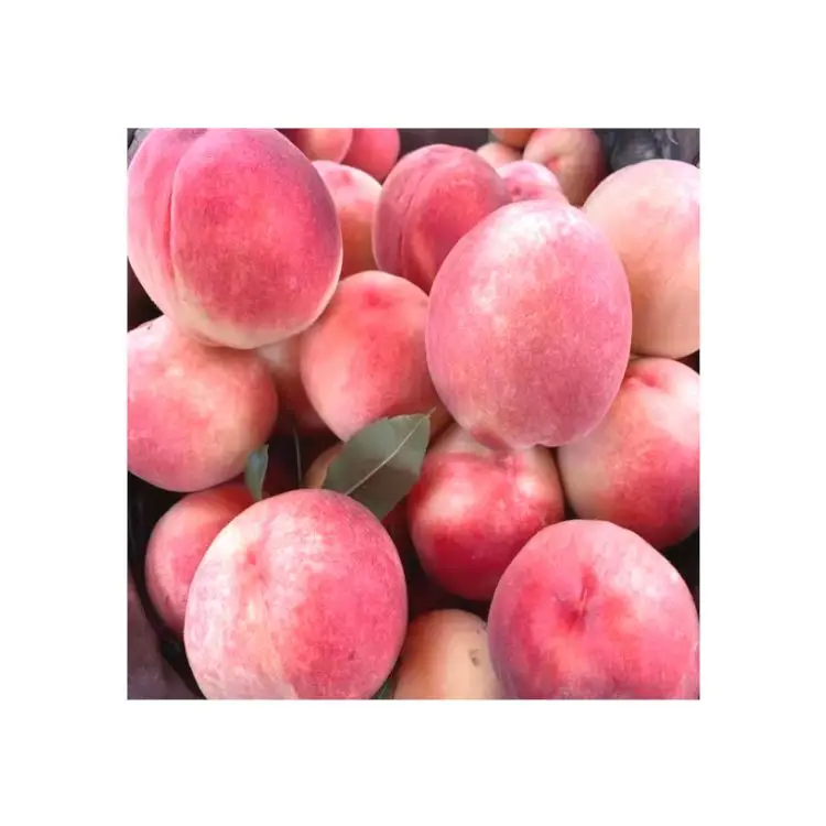 High quality low price sale packaging Beijing no.7 sweet fresh peaches