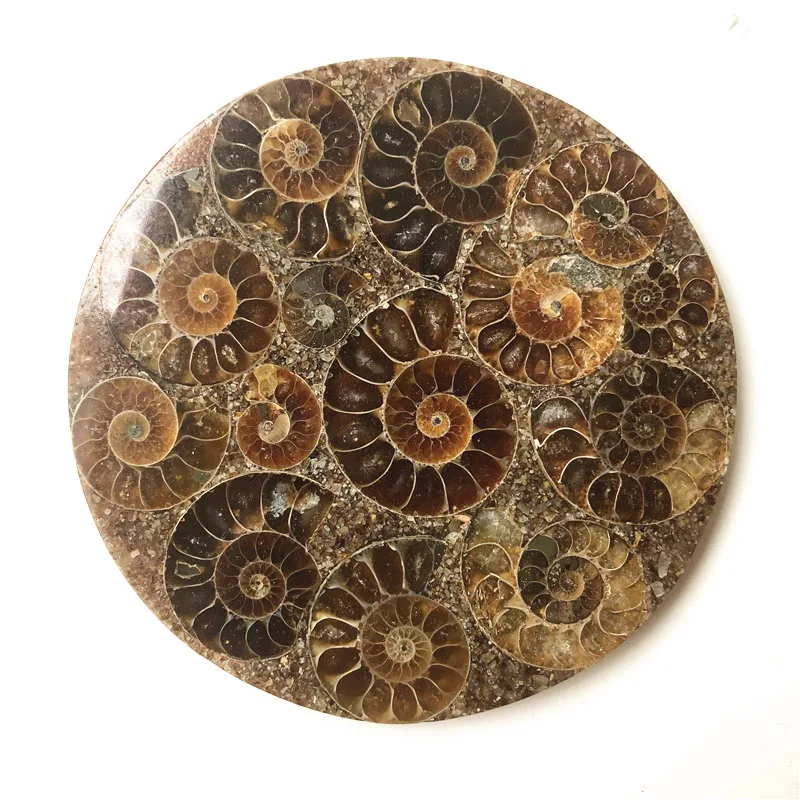 natural Madagascar ammonite plate coaster mineral specimens fossils feng shui compass for decoration