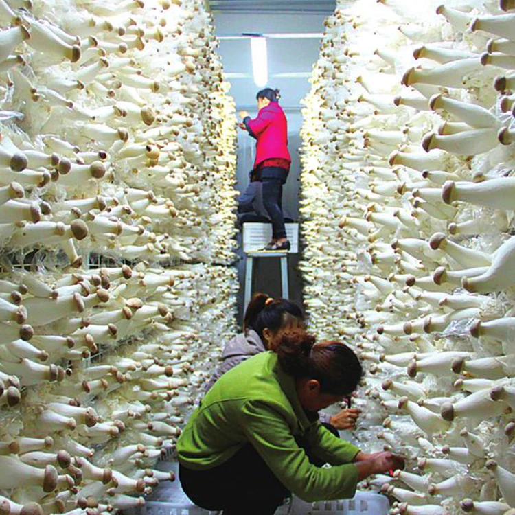 
Fresh Culture Pleurotus Eryngii Mushroom Spawn 