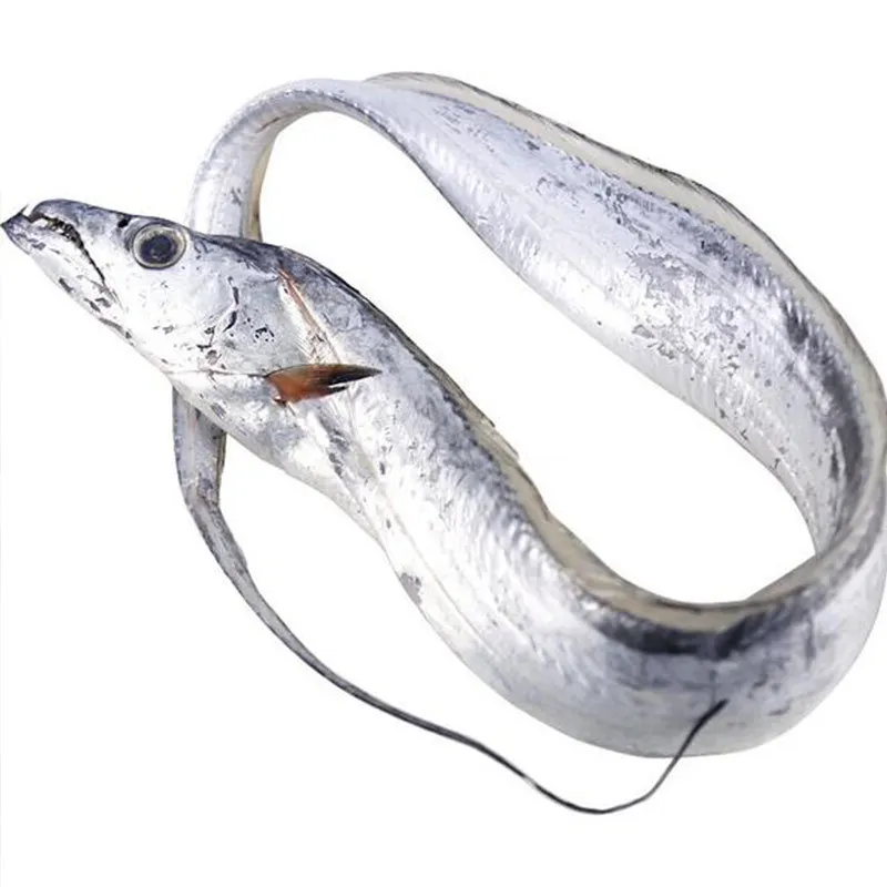 
Hairtail Factory Direct supply aquatic seafood wholesale Wild small-eye frozen fresh long-tailed anchovy frozen7kg/Pieces 