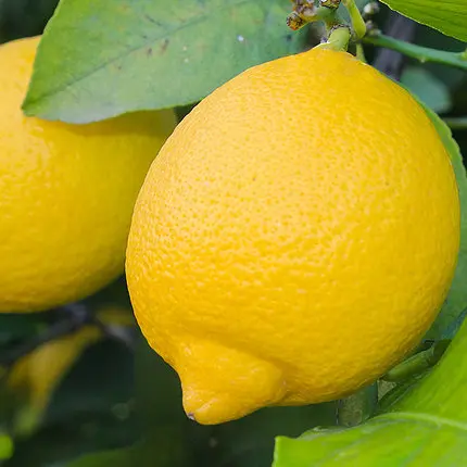 
Wholesale fresh lemon fruits can be exported from China. 