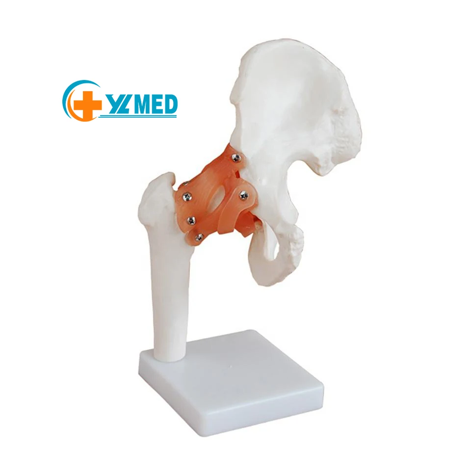 Медицинская наука в натуральную величину тазобедренного сустава анатомическая модель для преподавания и обучения с самым лучшим ценой учебные модели