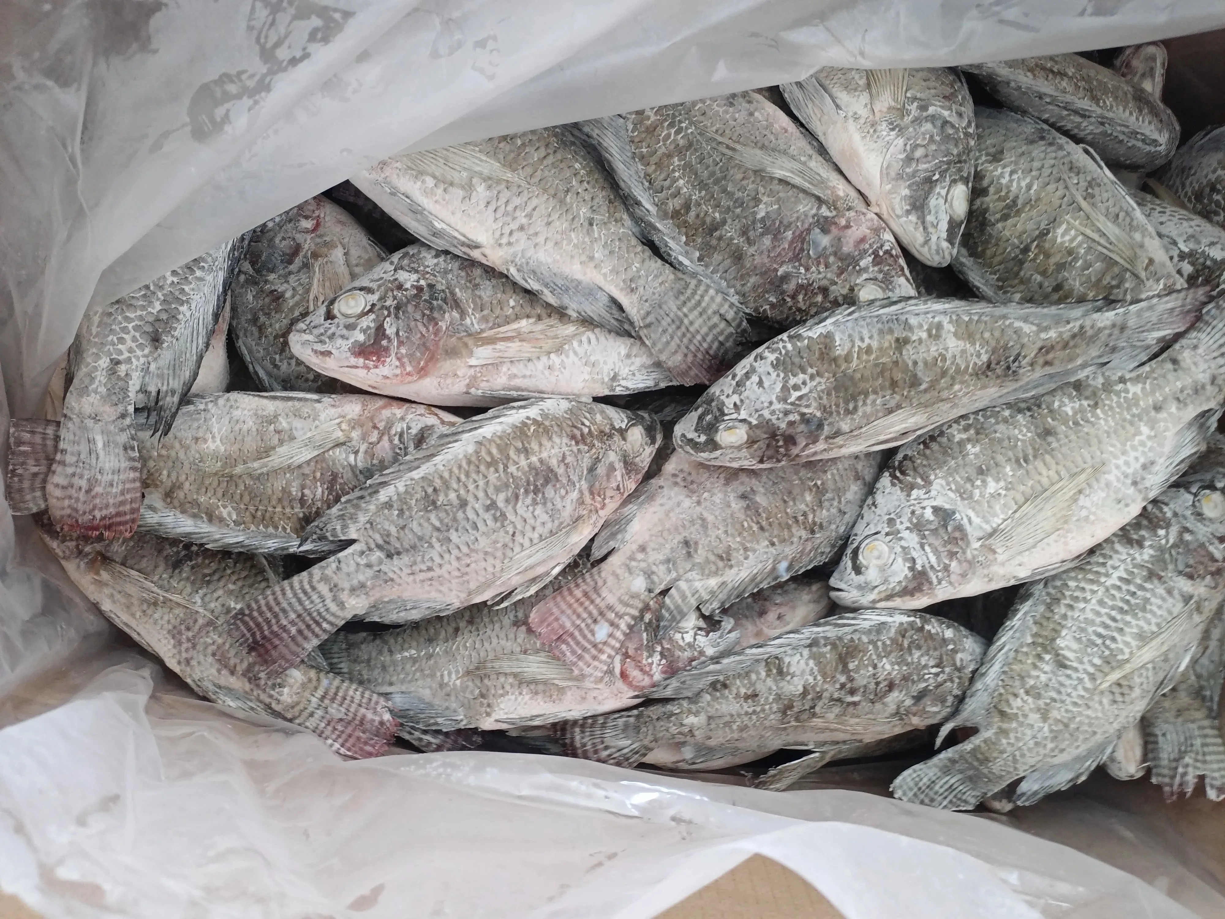 800g up IQF Frozen whole tilapia Wholesale price  tilapia fish