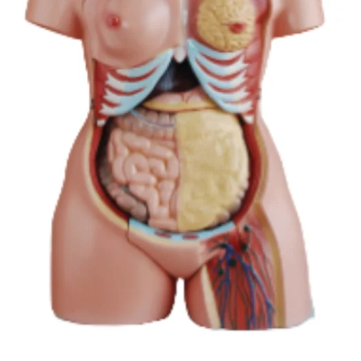 ADA Medical science 85 cm 21 parts  Three sexes torso model and 85cm 40parts Both sexes torso model with open back for teaching
