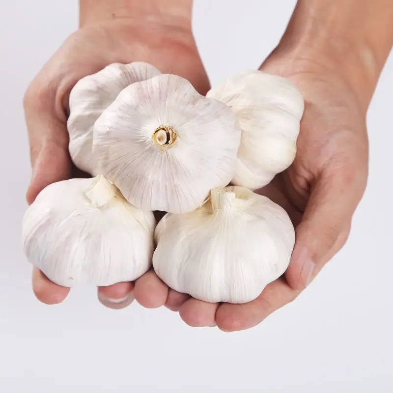 Factory Wholesale Price Fresh Purple White Garlic Supplier Export Good Quality Garlic