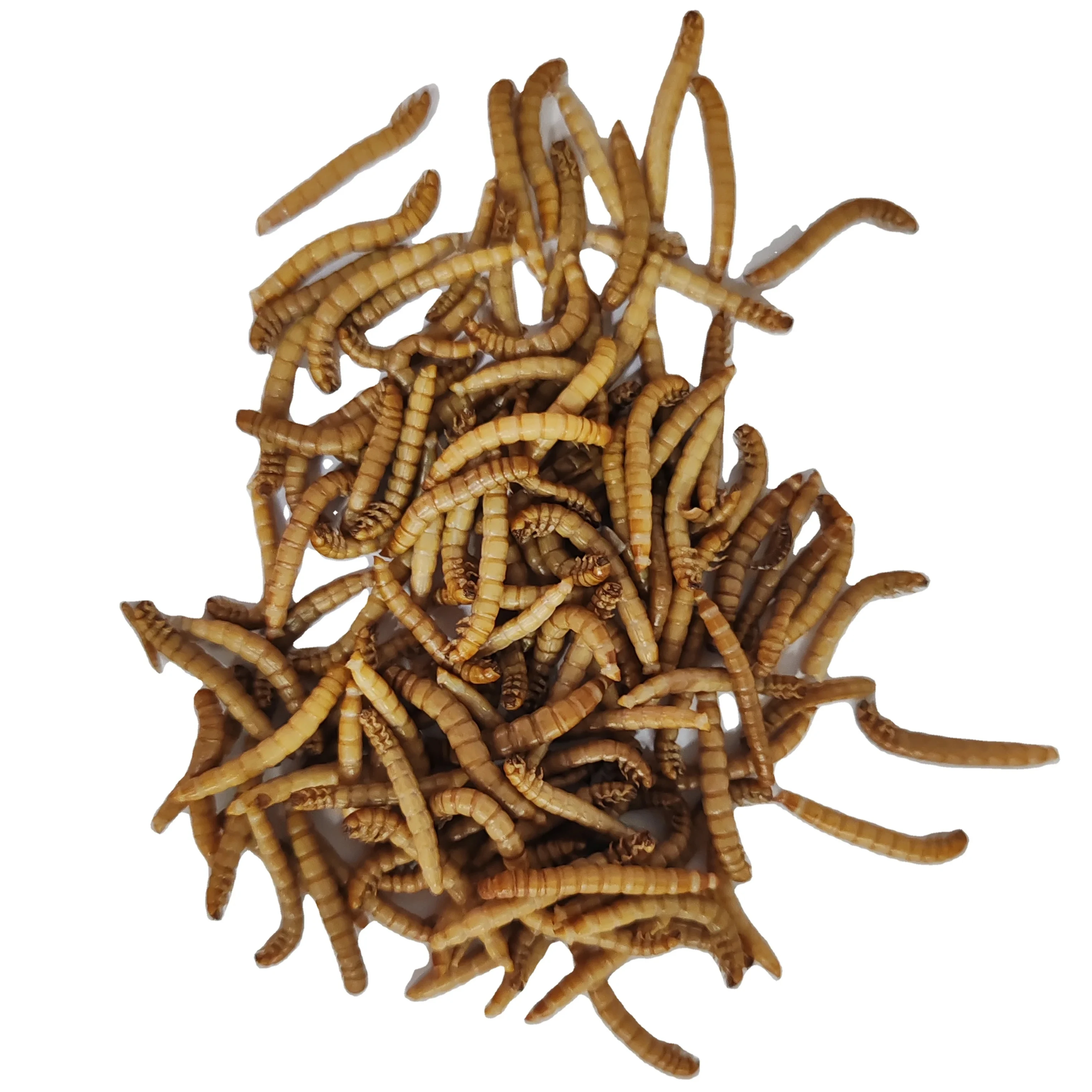 High protein Fresh mealworm for your  favorite pet