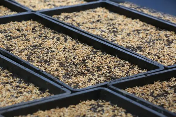 9-inch machine transplanting seedling raising hard disk rice seedling raising plate flat bottom turnover plate