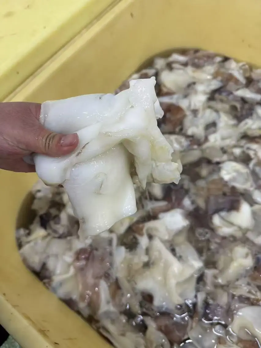 Calamari necks Dosidicus Gigas Wholesale Giant Squid neck whole cleaned squid tentacles
